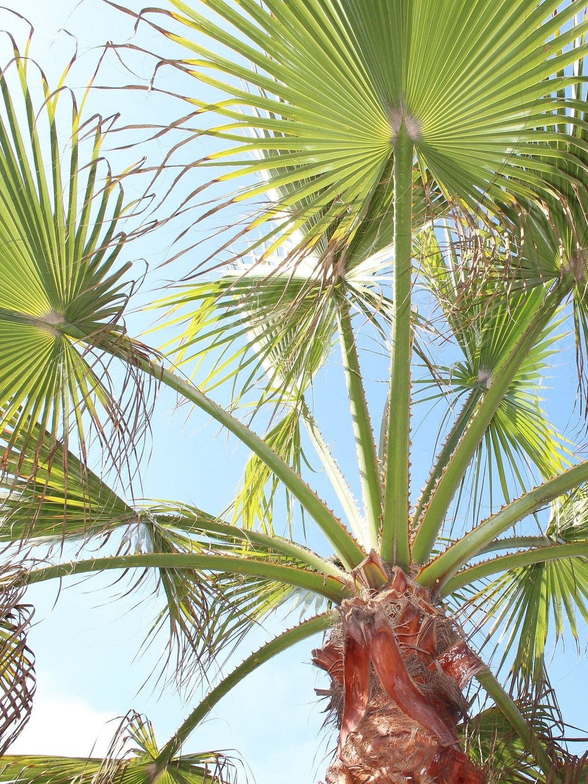 Livistona chinensis – mature plant