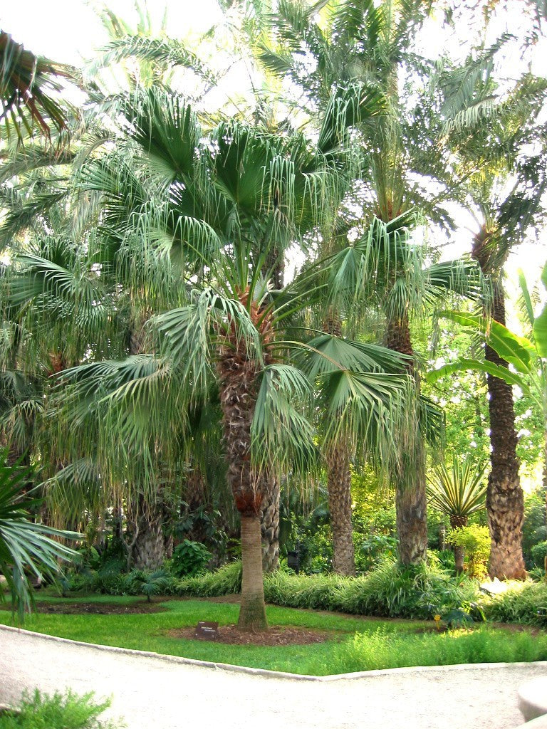 Livistona chinensis – mature plant