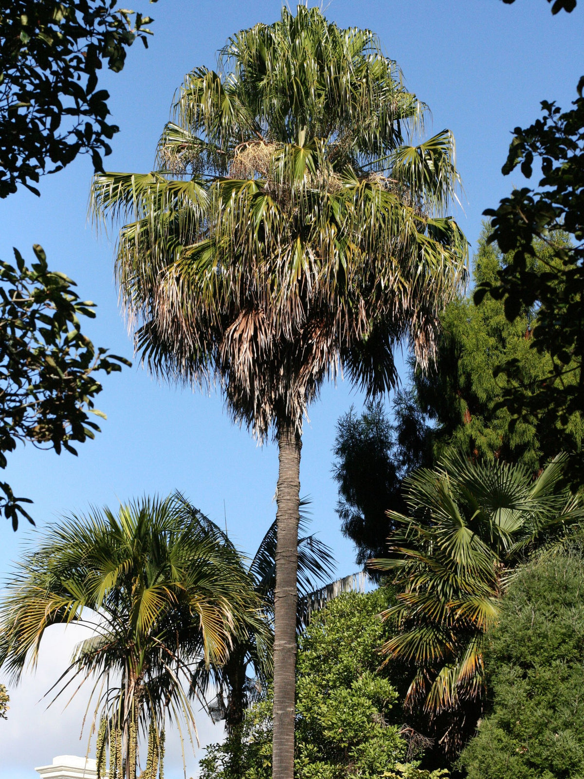 Livistona chinensis – in habitat