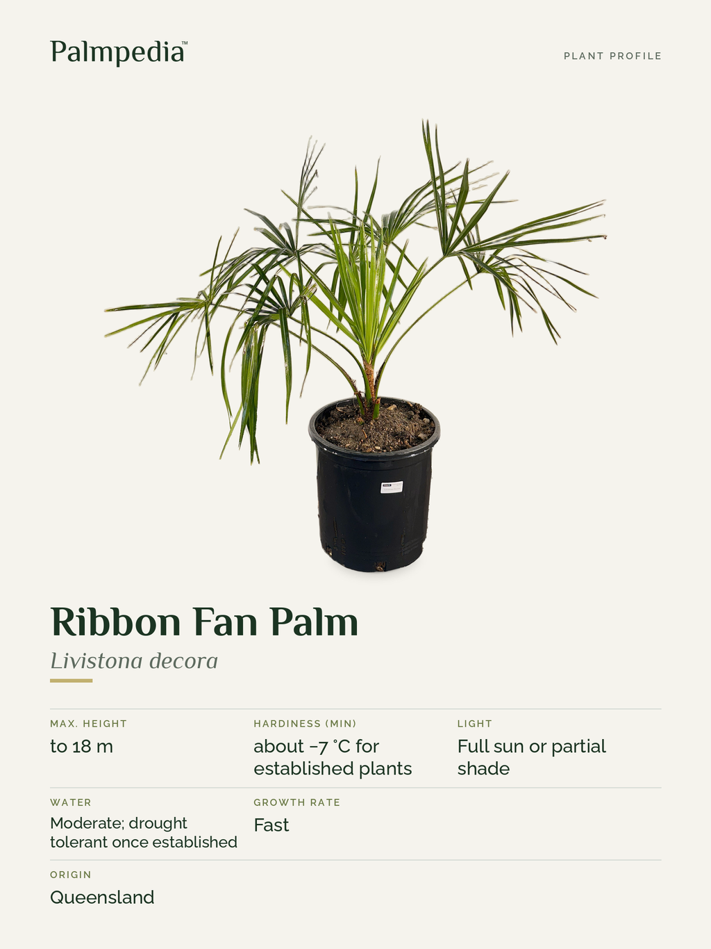 Livistona decora – plant profile