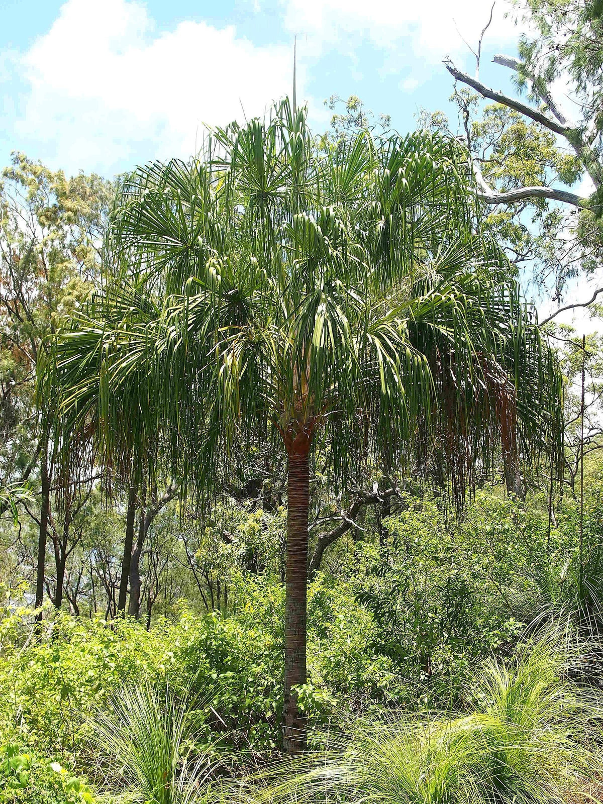 Livistona decora – mature plant