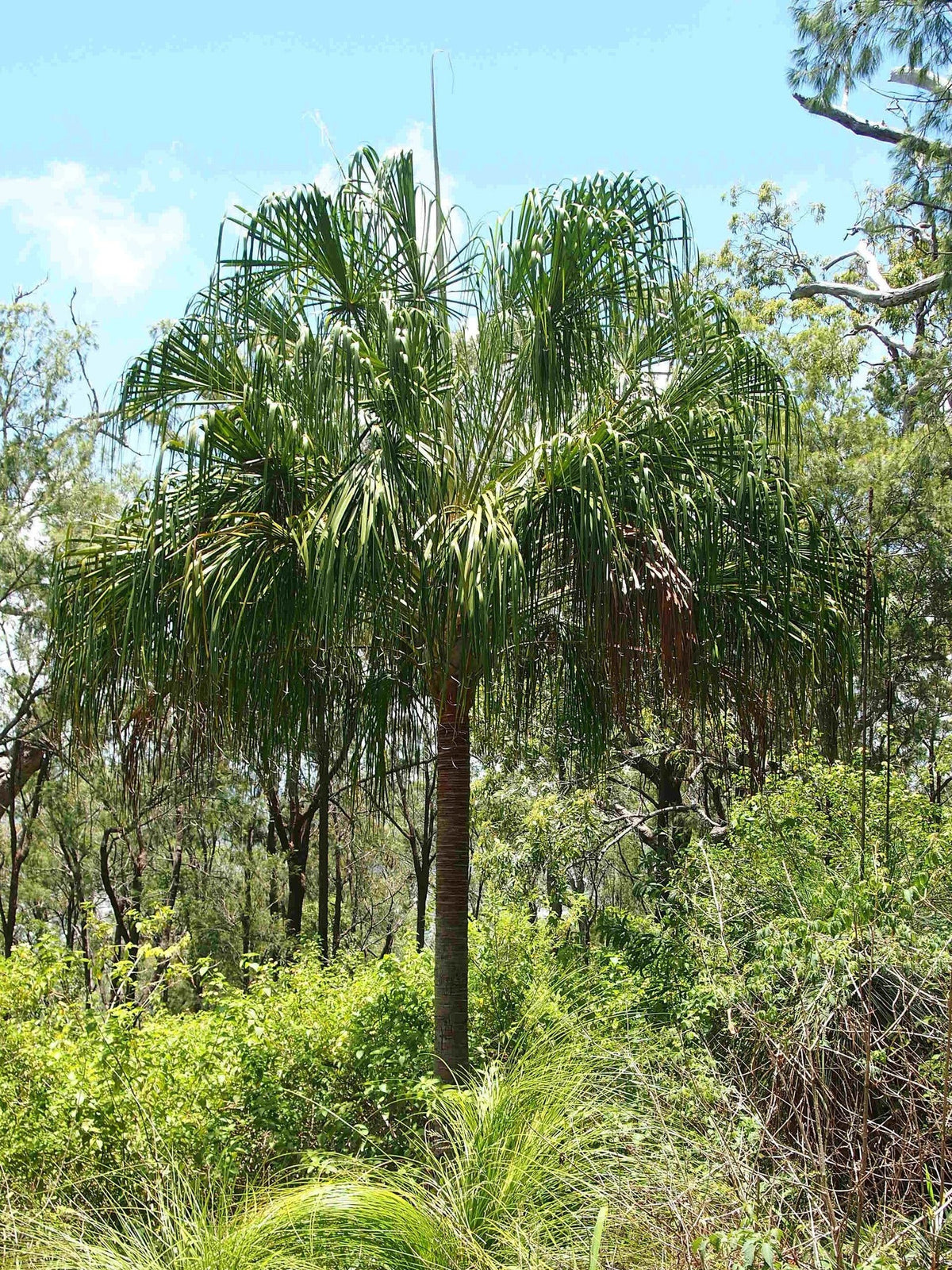 Livistona decora – mature plant