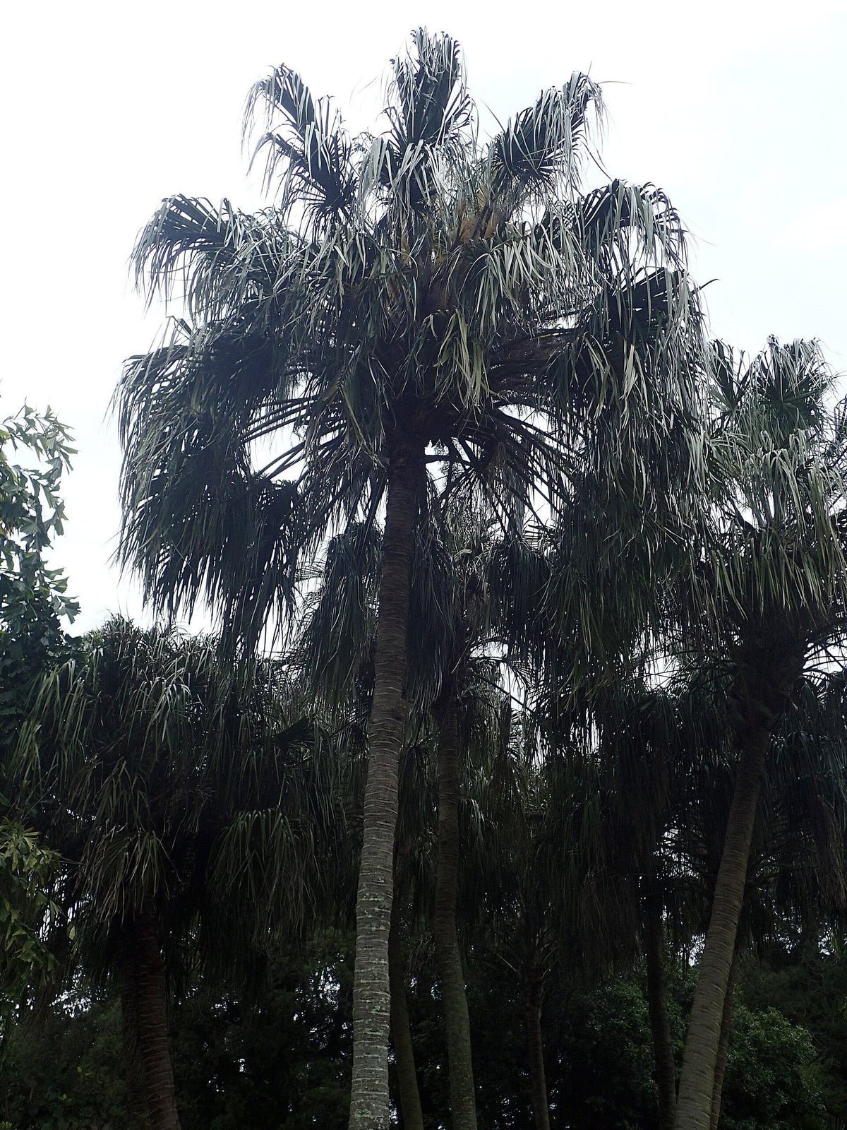 Livistona decora – mature plant