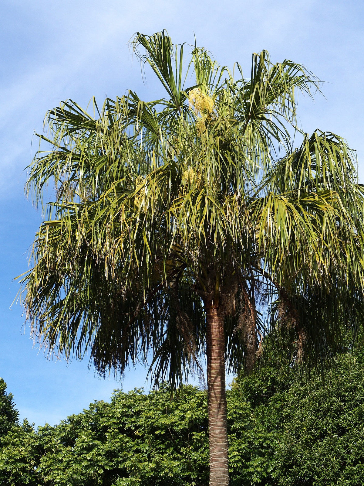 Livistona decora – in habitat