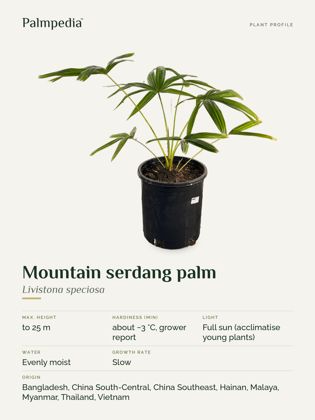Livistona speciosa – plant profile