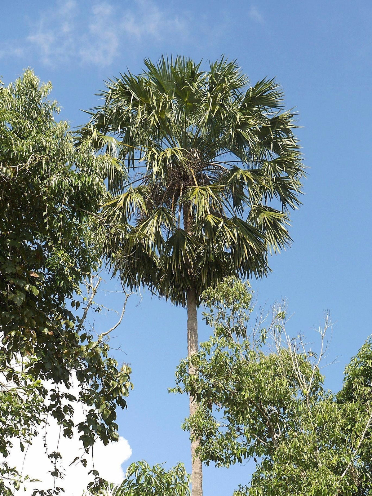 Livistona speciosa – mature plant