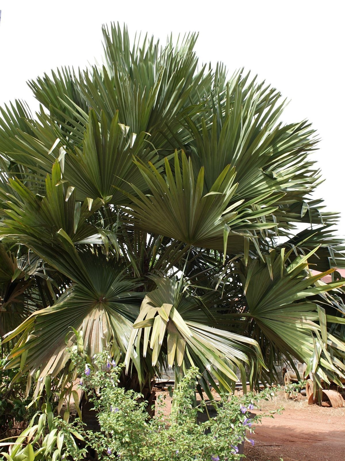Livistona speciosa – mature plant