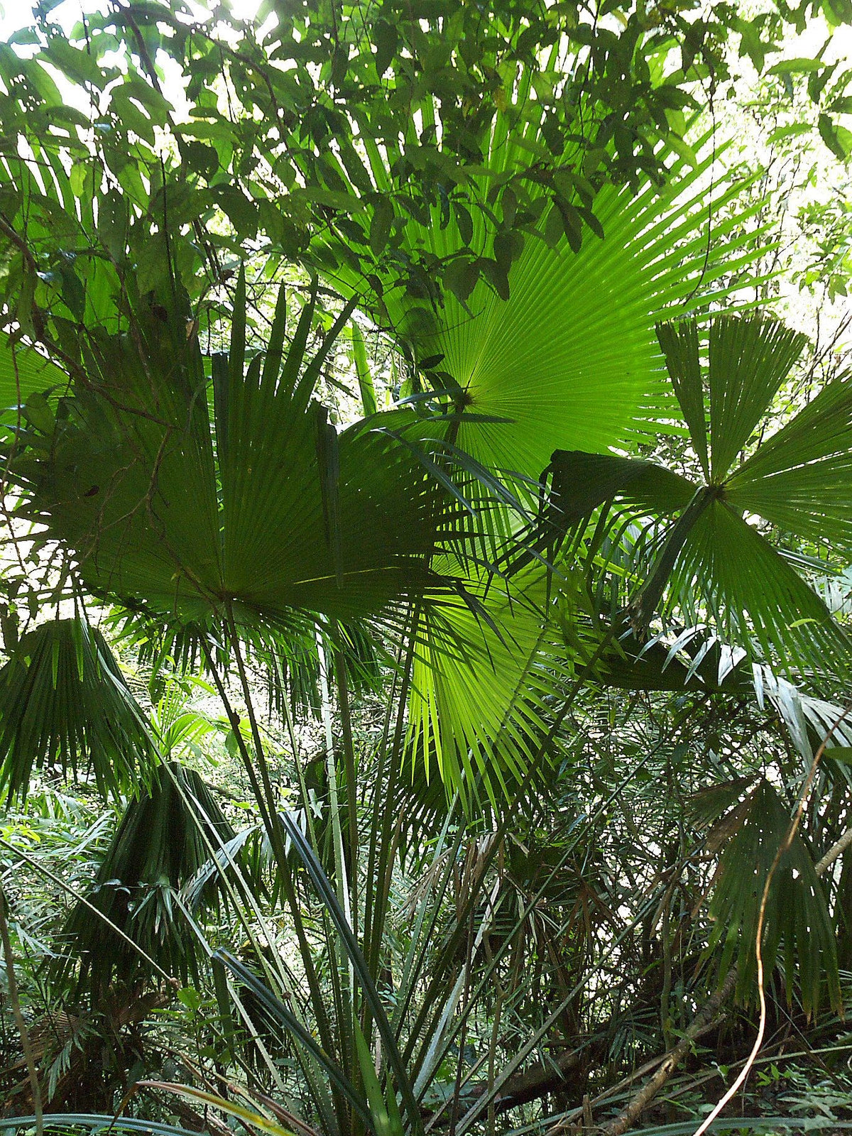 Livistona speciosa – in habitat