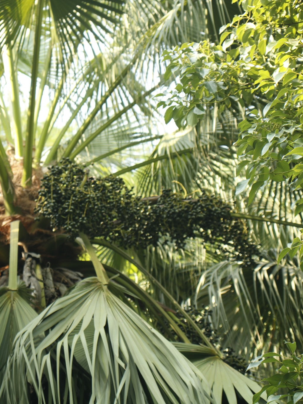 Livistona speciosa – in habitat