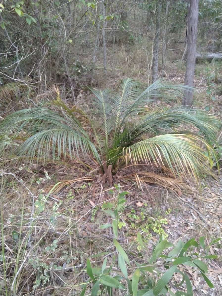 Macrozamia mountperriensis – mature plant