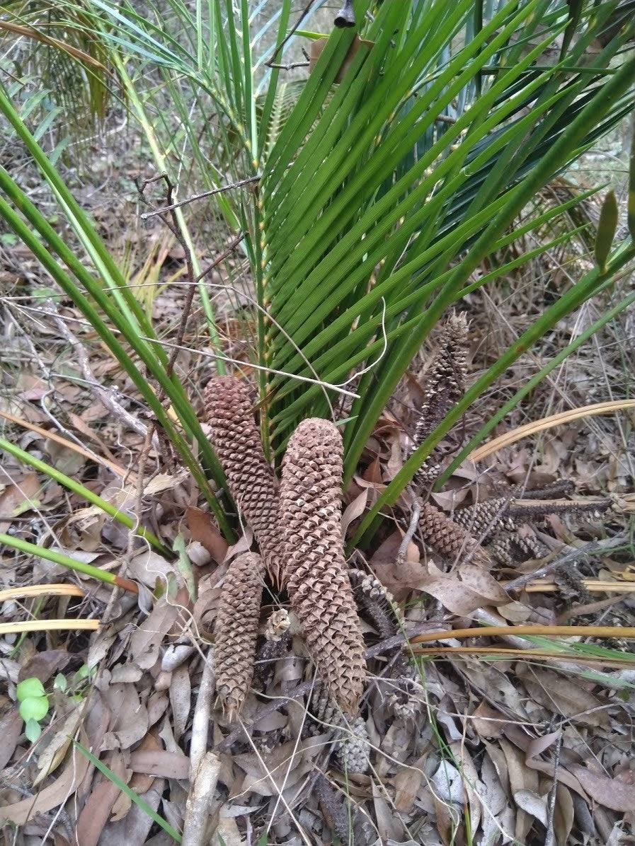 Macrozamia mountperriensis – male cones of a mature plant