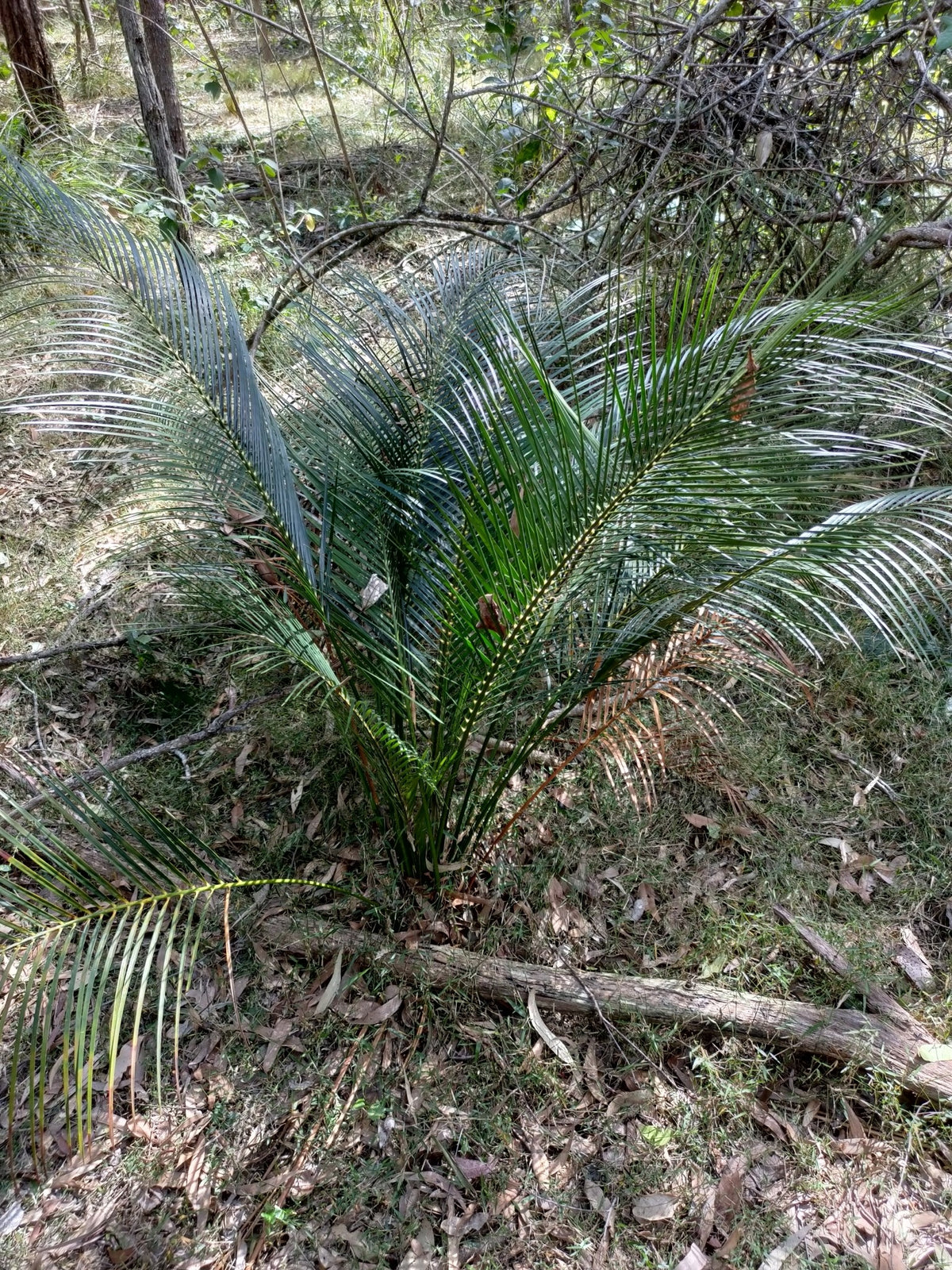 Macrozamia mountperriensis – in habitat