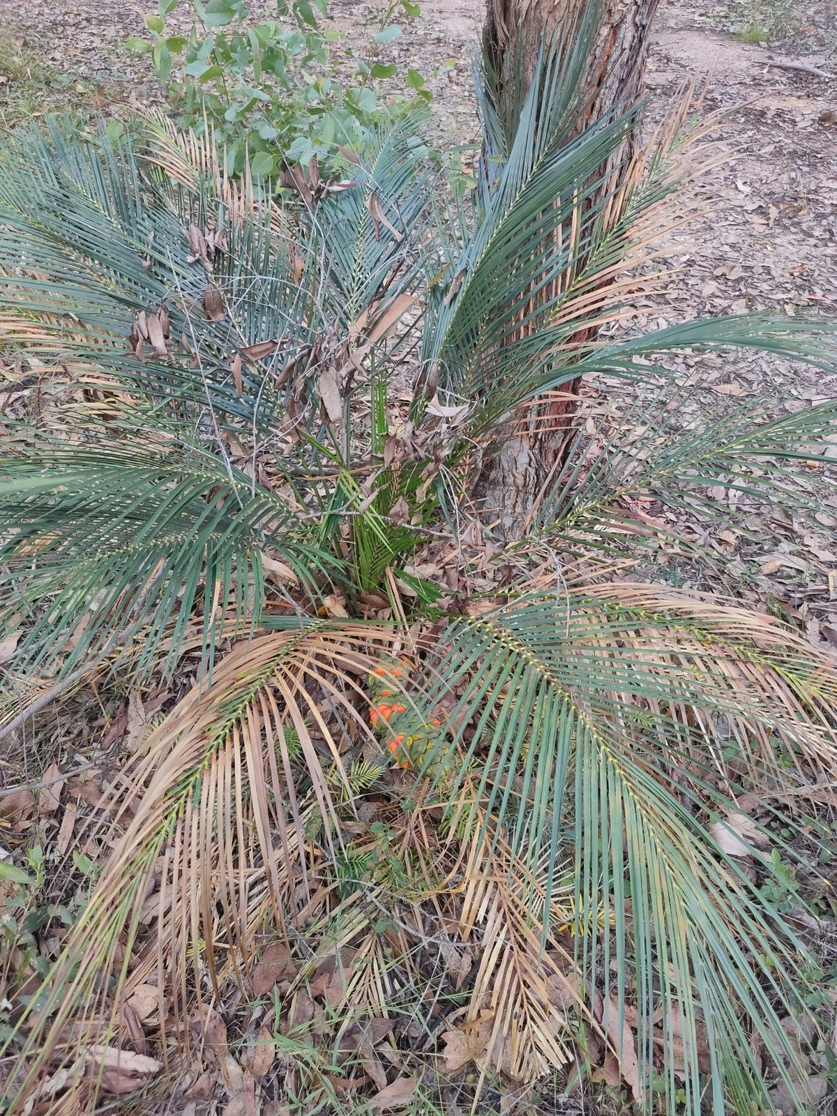 Macrozamia mountperriensis – in habitat