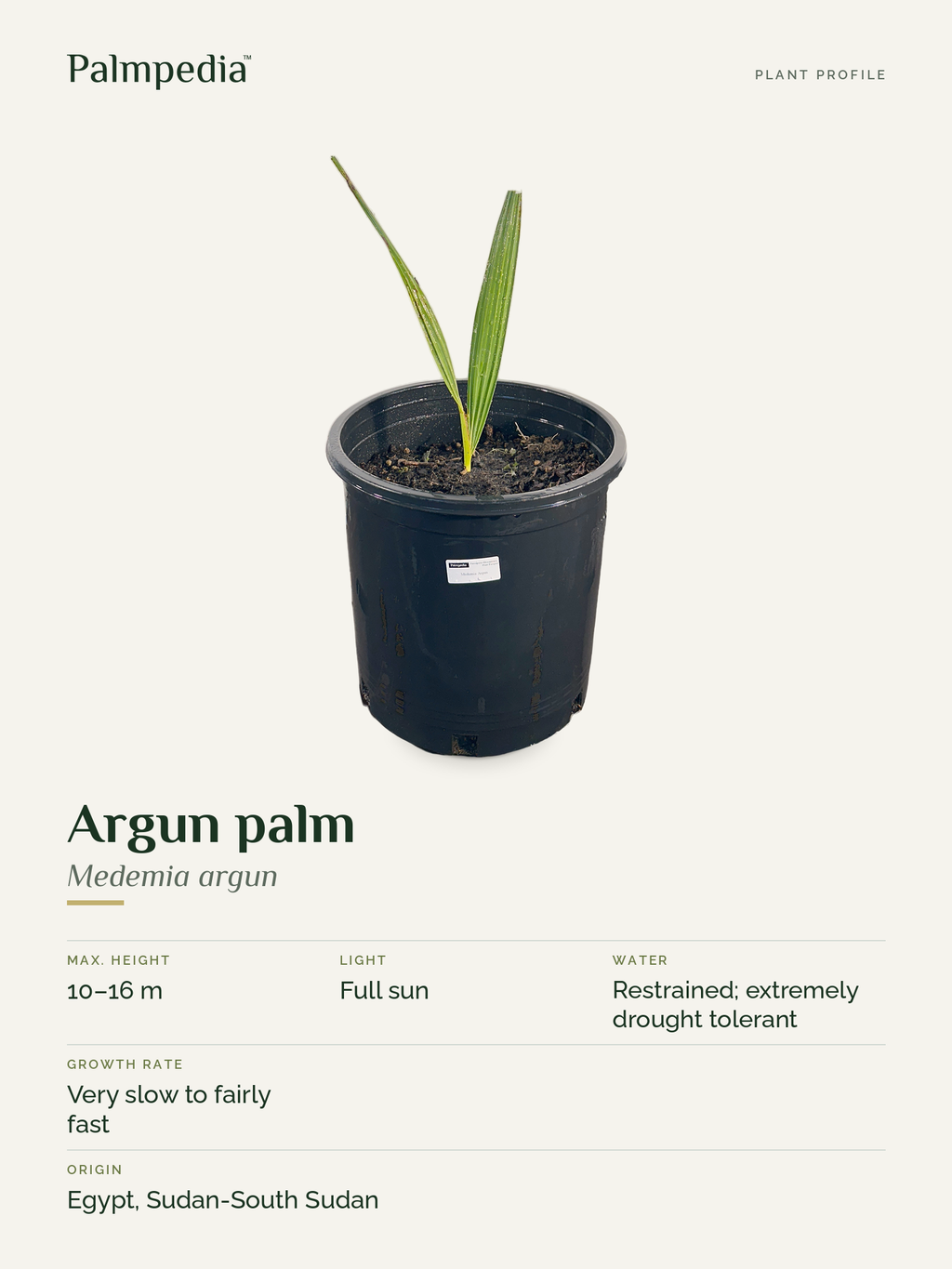 Medemia argun – plant profile
