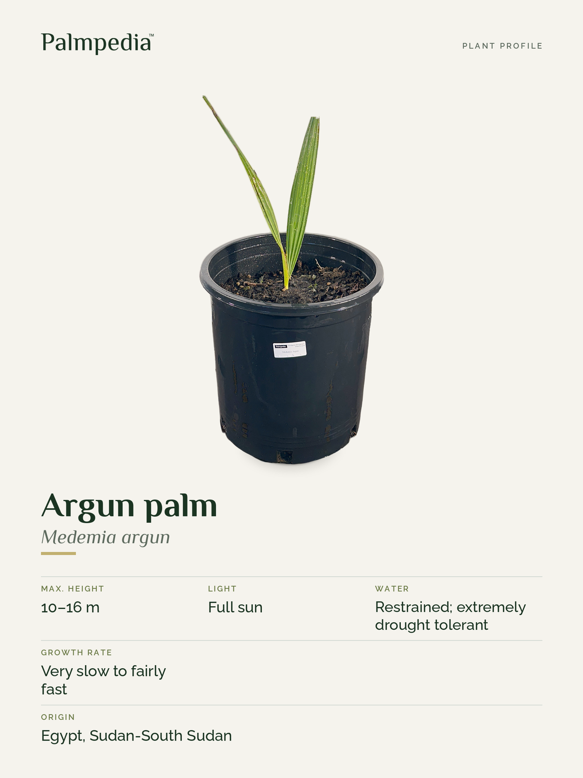 Medemia argun – plant profile