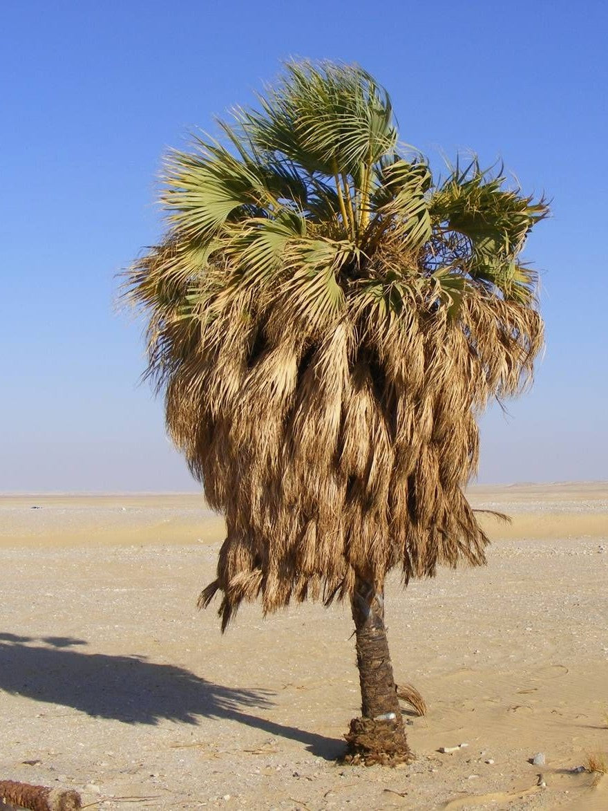 Medemia argun – mature plant