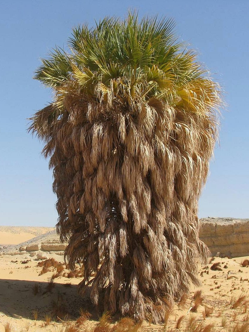 Medemia argun – mature plant