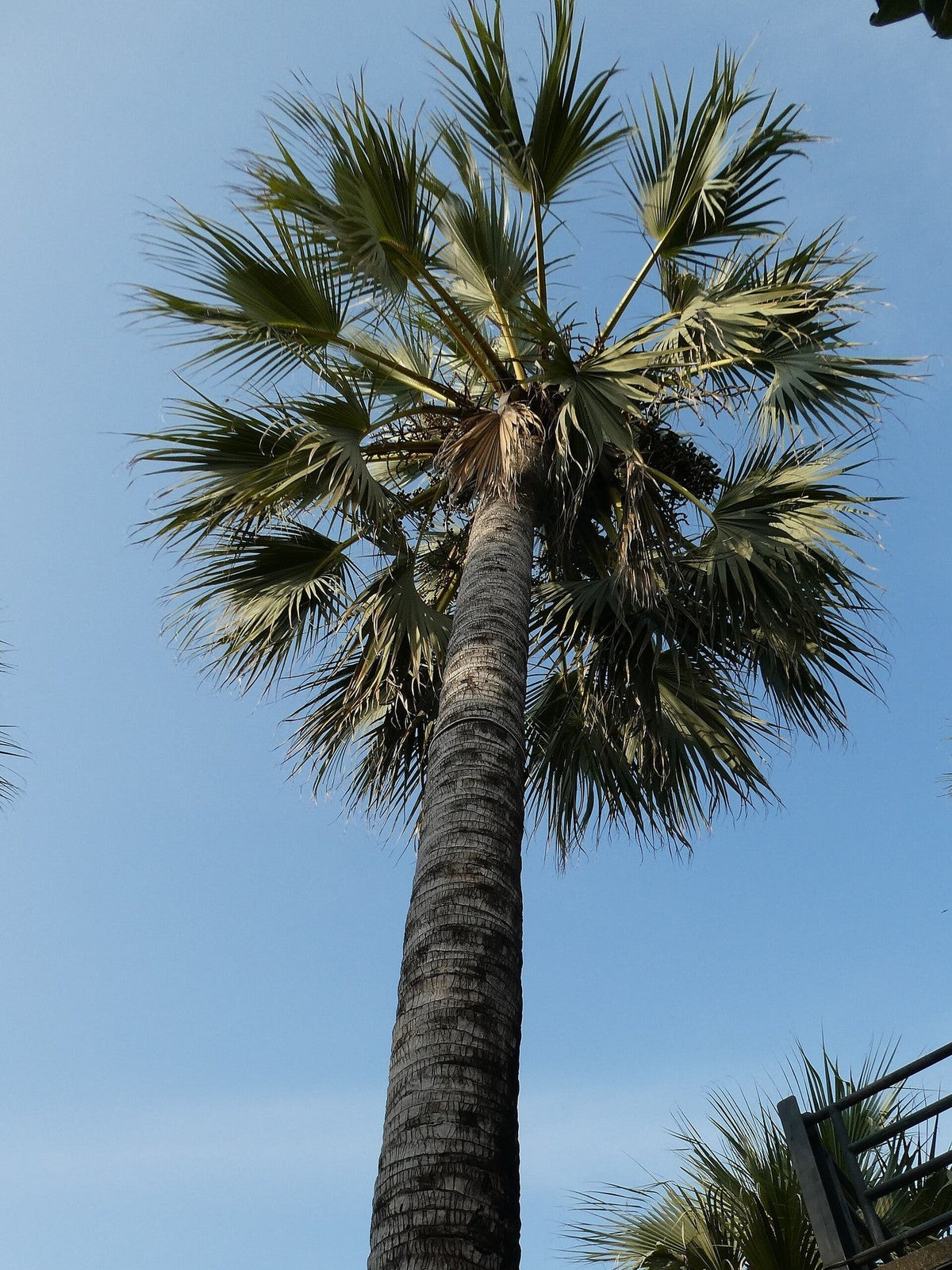 Medemia argun – mature plant