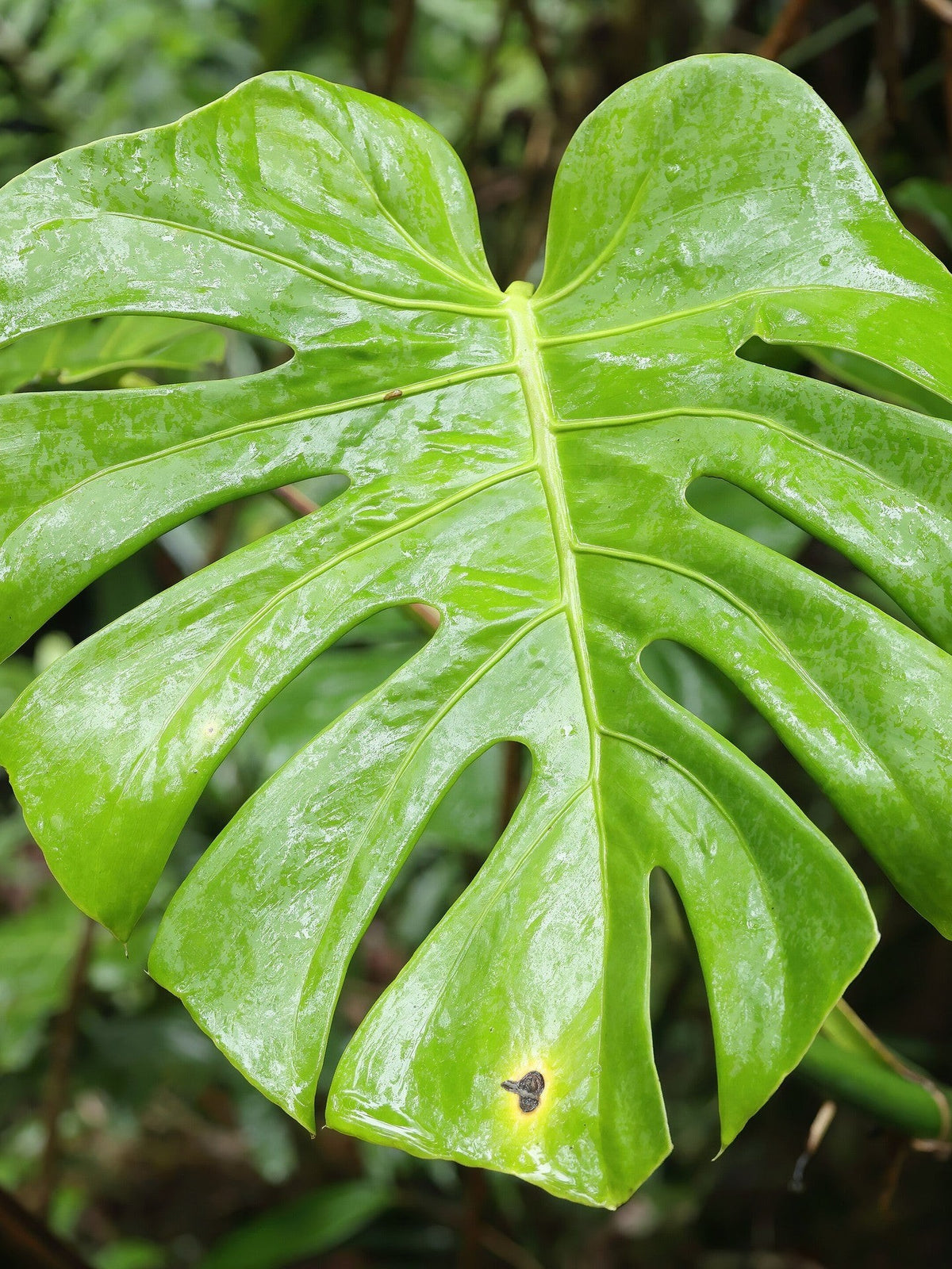 Monstera deliciosa – mature plant