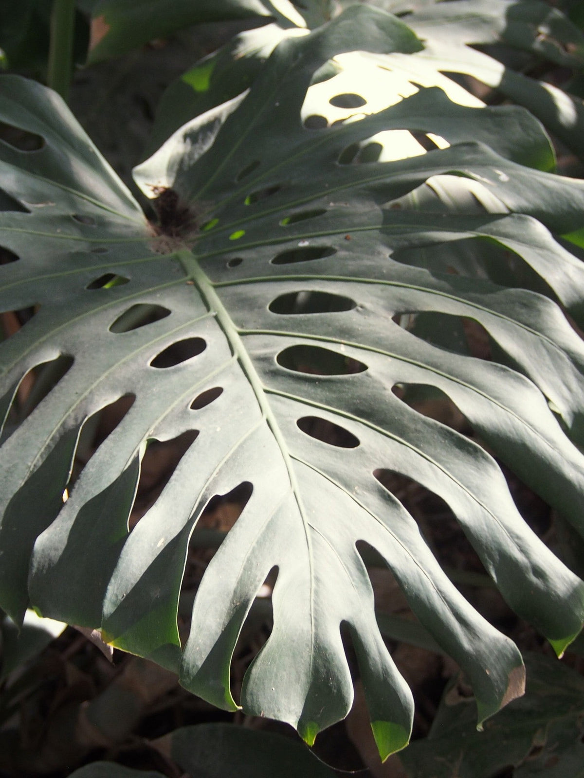 Monstera deliciosa – mature plant