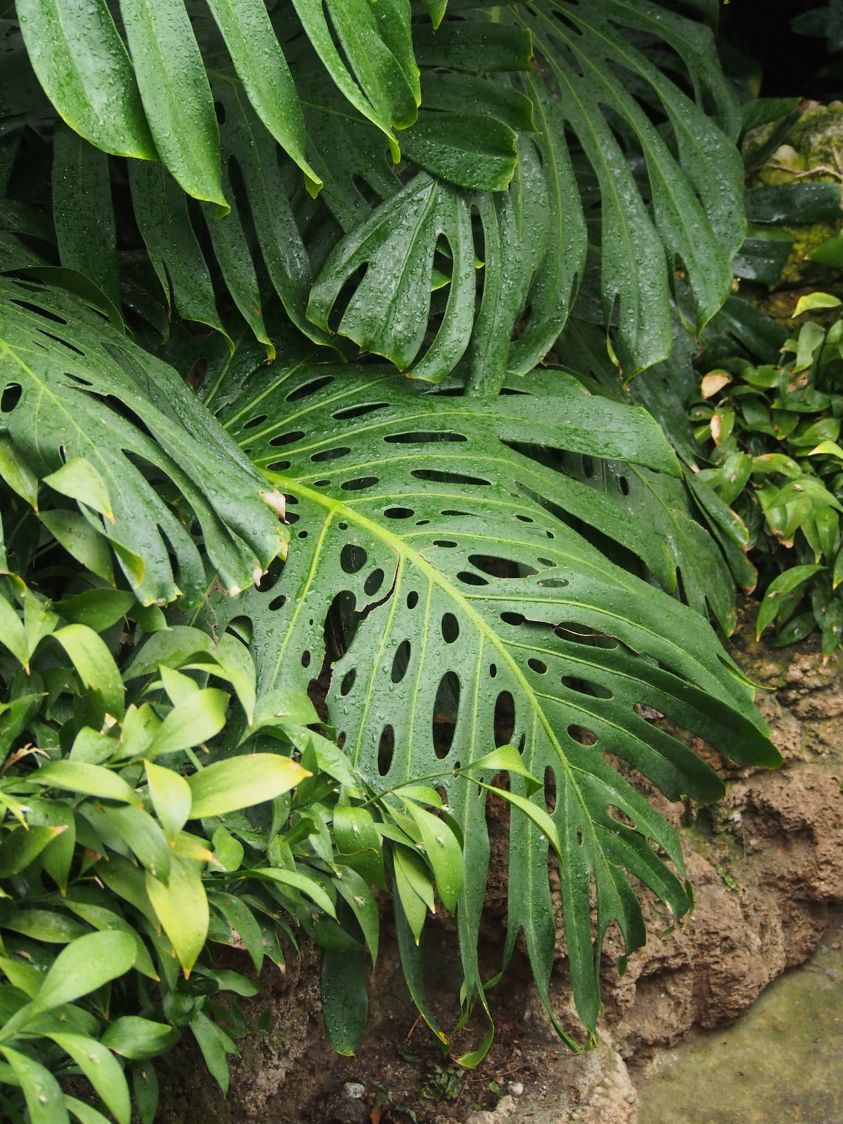 Monstera deliciosa – in habitat