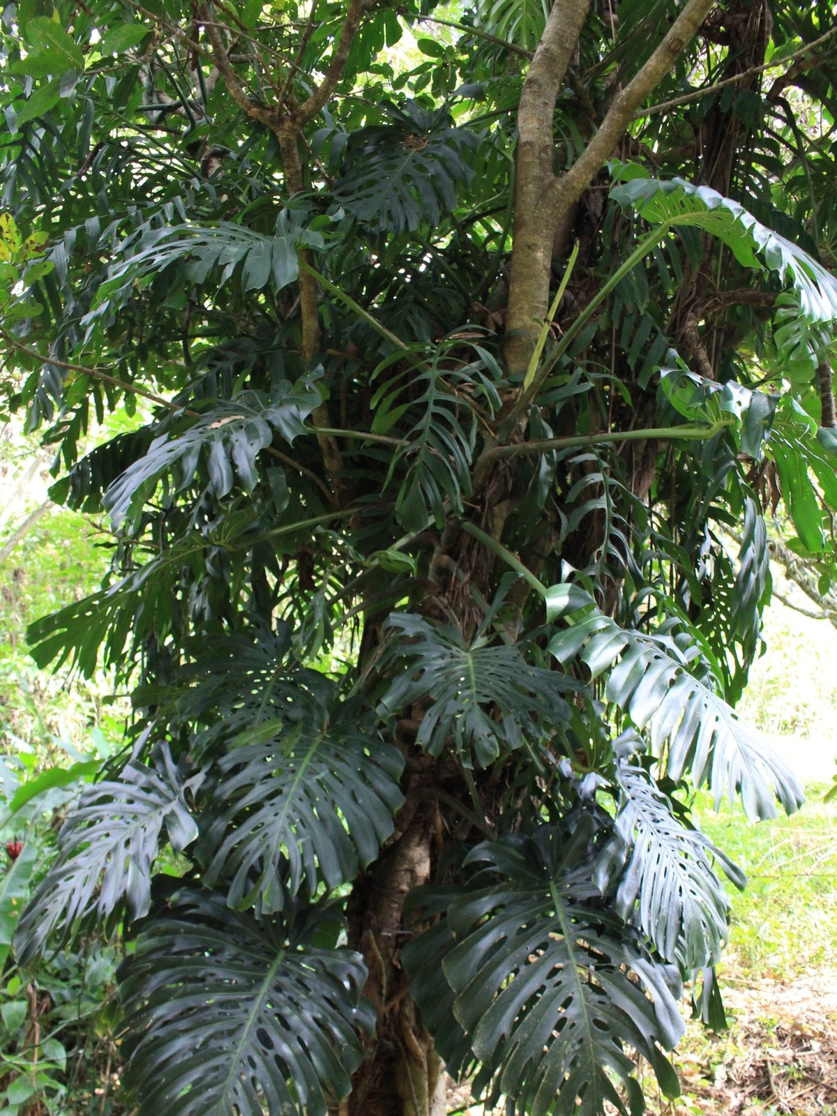 Monstera deliciosa – in habitat