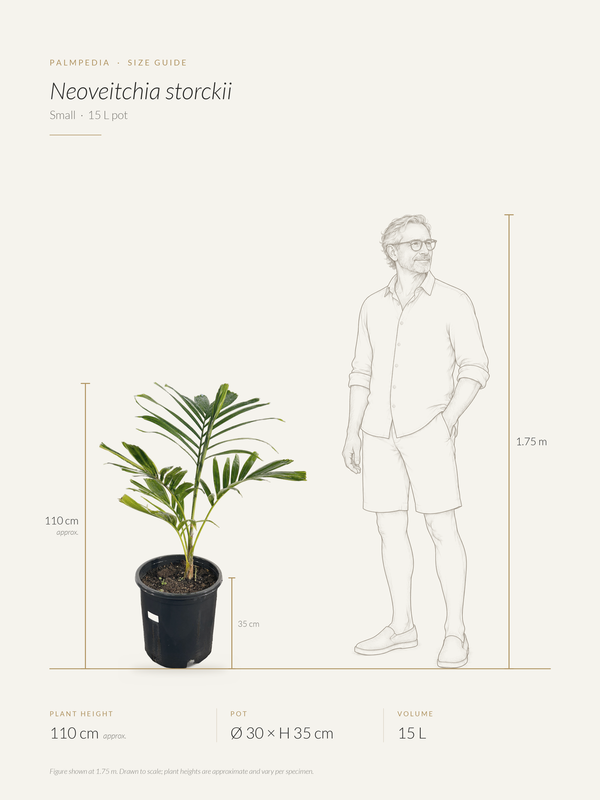 Neoveitchia storckii – size guide