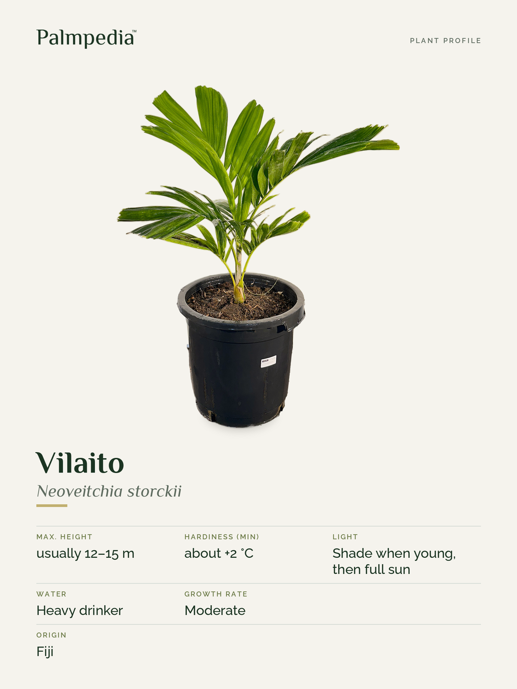 Neoveitchia storckii – plant profile