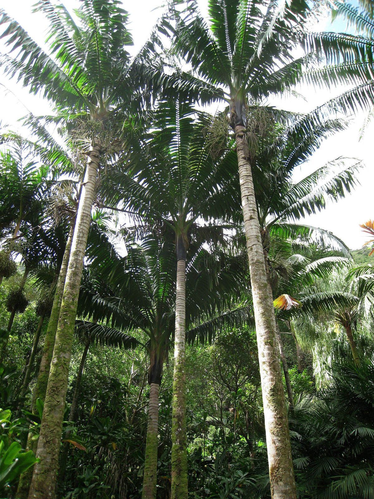 Neoveitchia storckii – mature plant