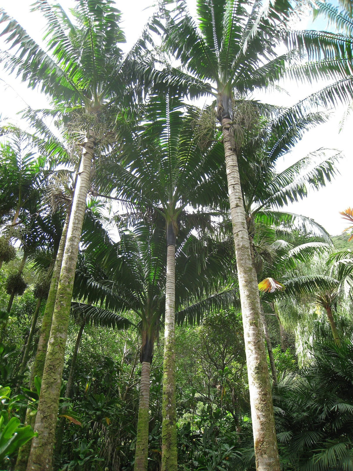 Neoveitchia storckii – mature plant