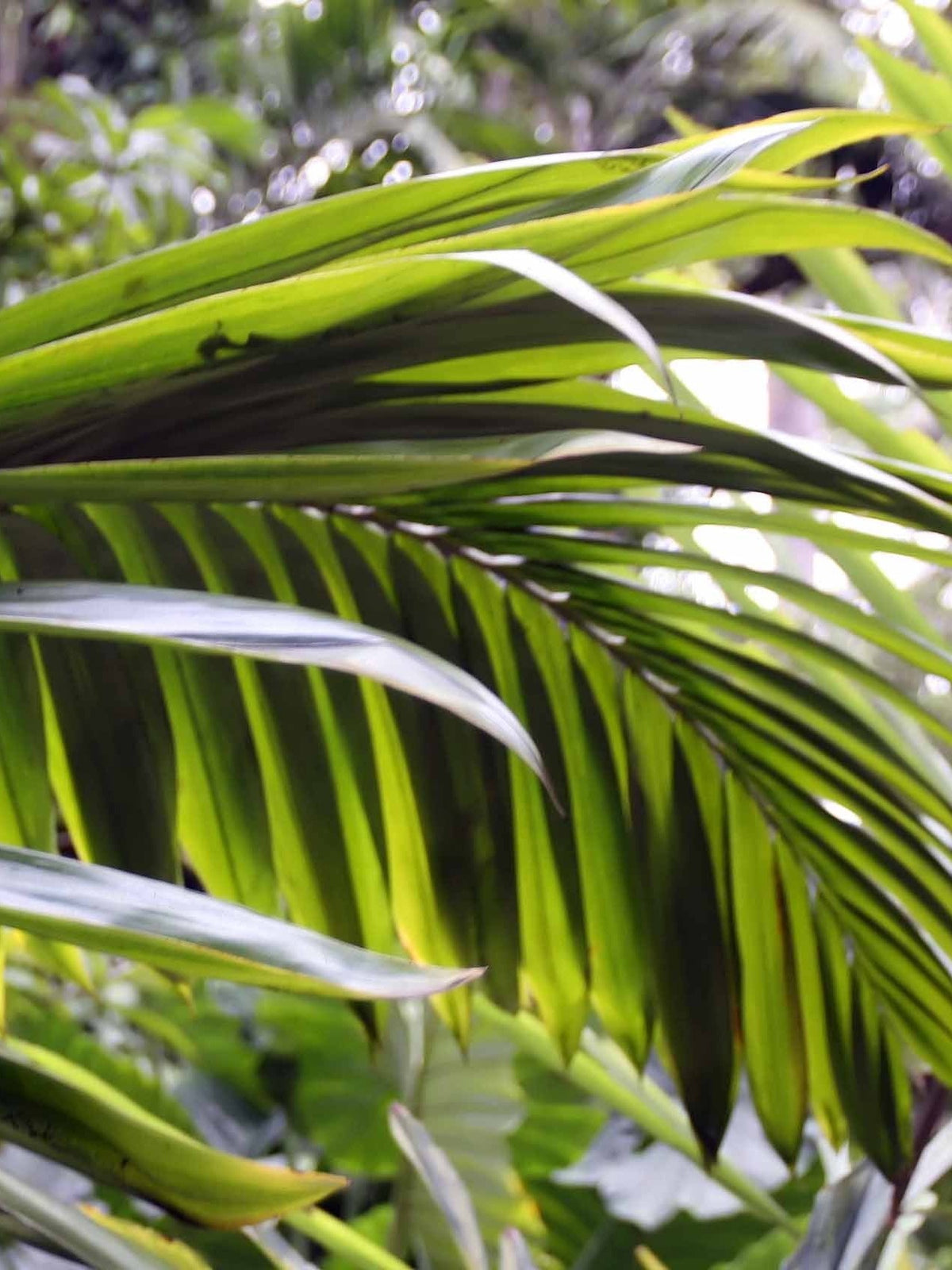 Neoveitchia storckii – mature plant