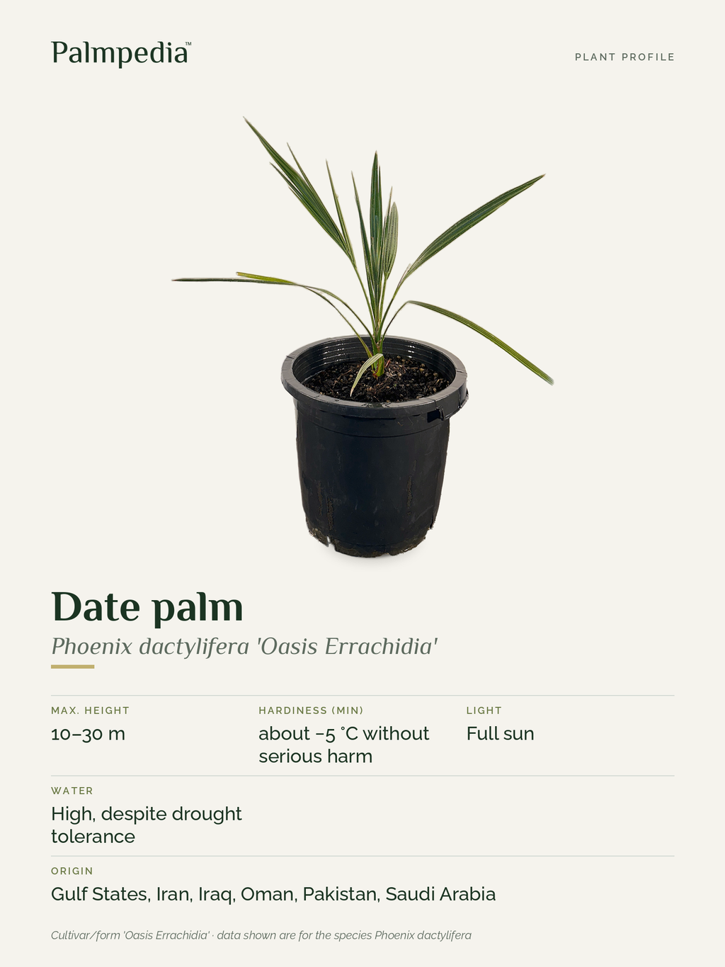 Phoenix dactylifera 'Oasis Errachidia' – plant profile