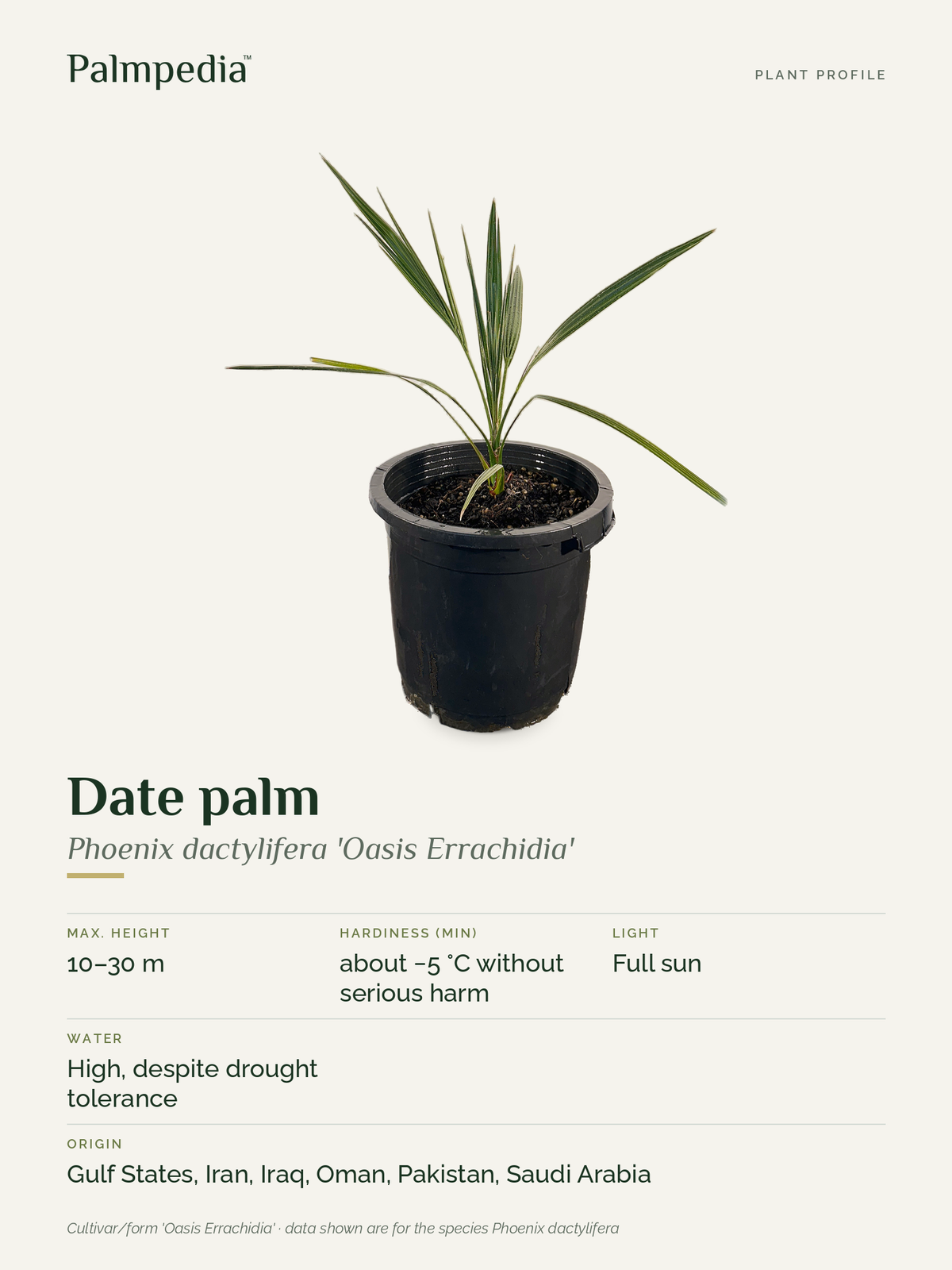Phoenix dactylifera 'Oasis Errachidia' – plant profile