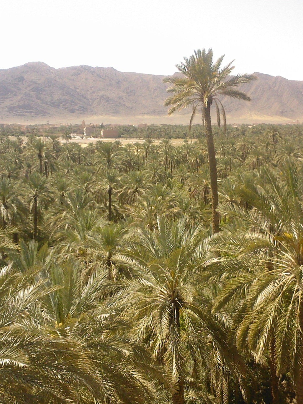 Phoenix dactylifera – date palms in a Moroccan oasis