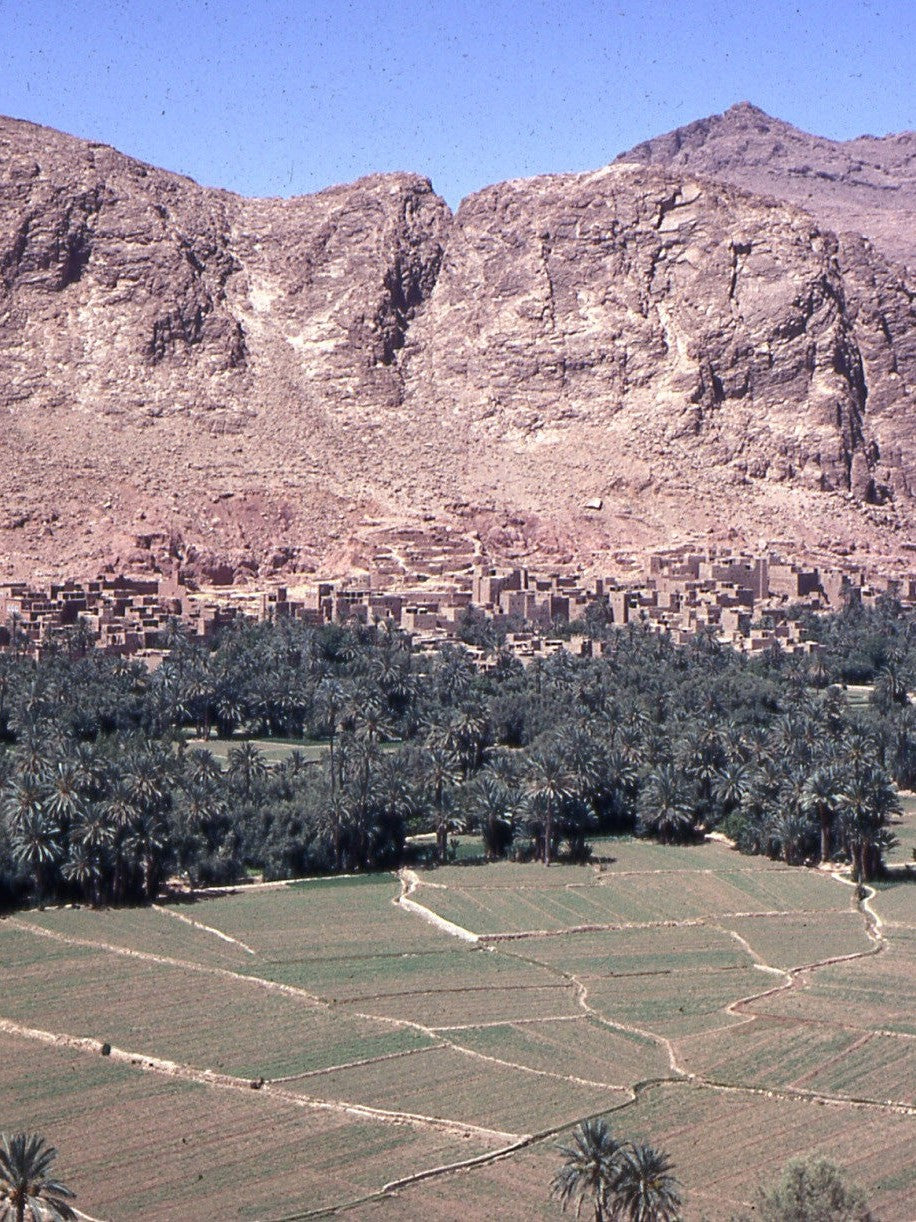 Phoenix dactylifera – date palms in a Moroccan oasis