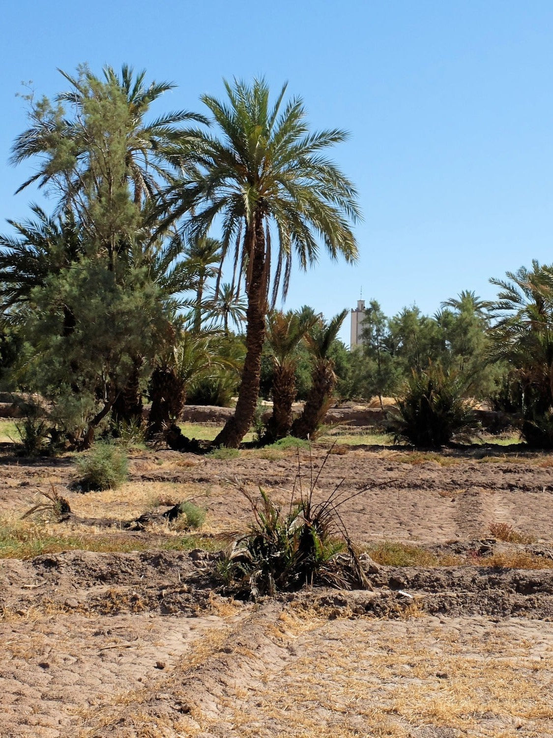 Phoenix dactylifera – date palms in a Moroccan oasis