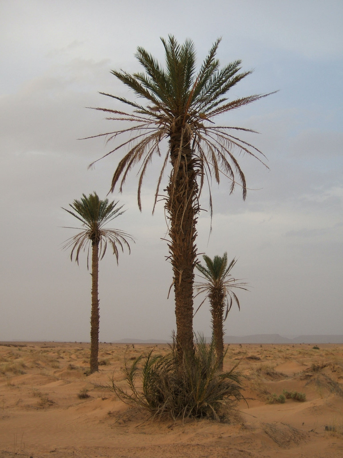 Phoenix dactylifera 'Oasis Errachidia' – in habitat