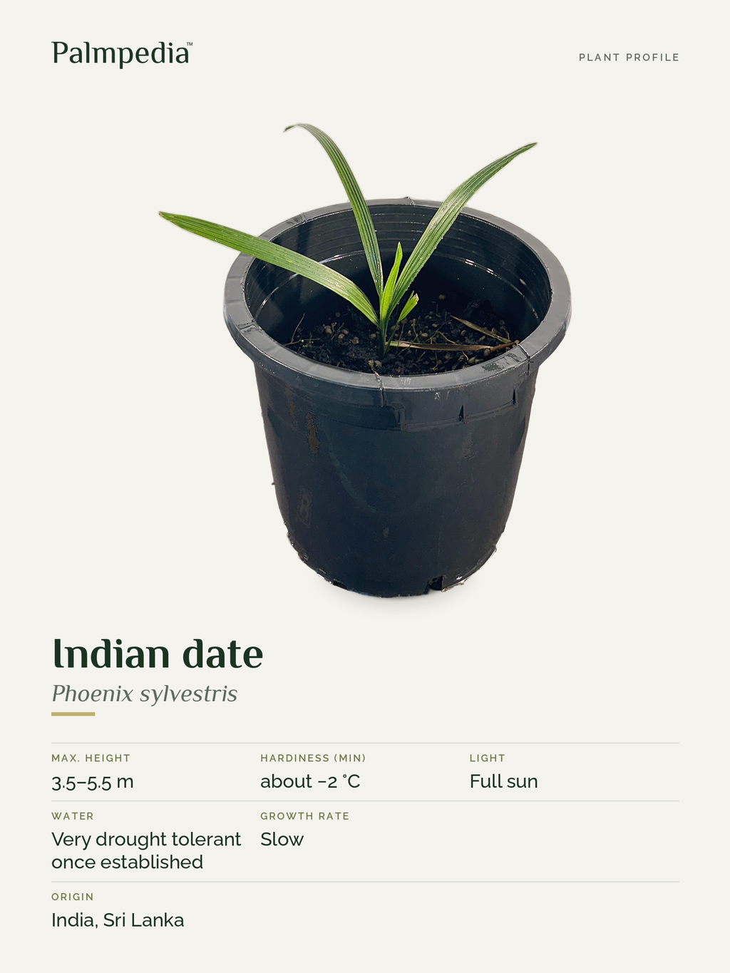 Phoenix sylvestris – plant profile