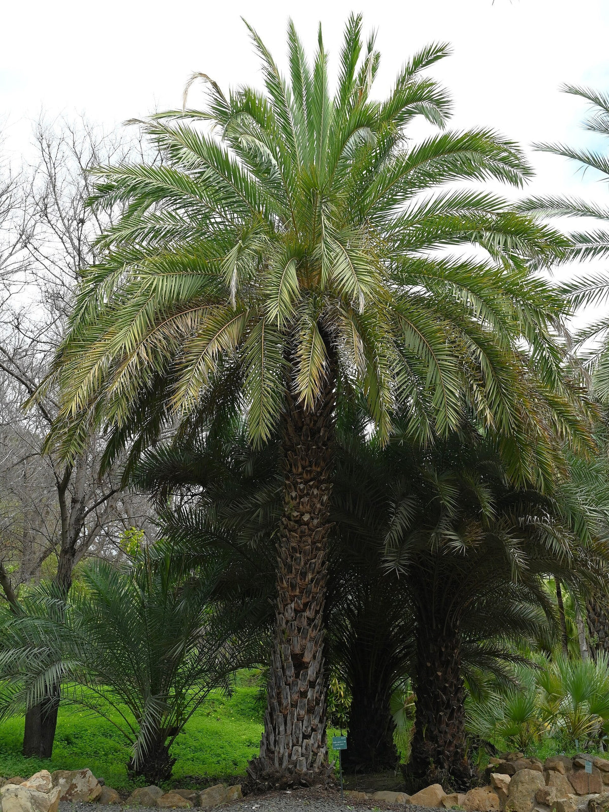 Phoenix sylvestris – mature plant