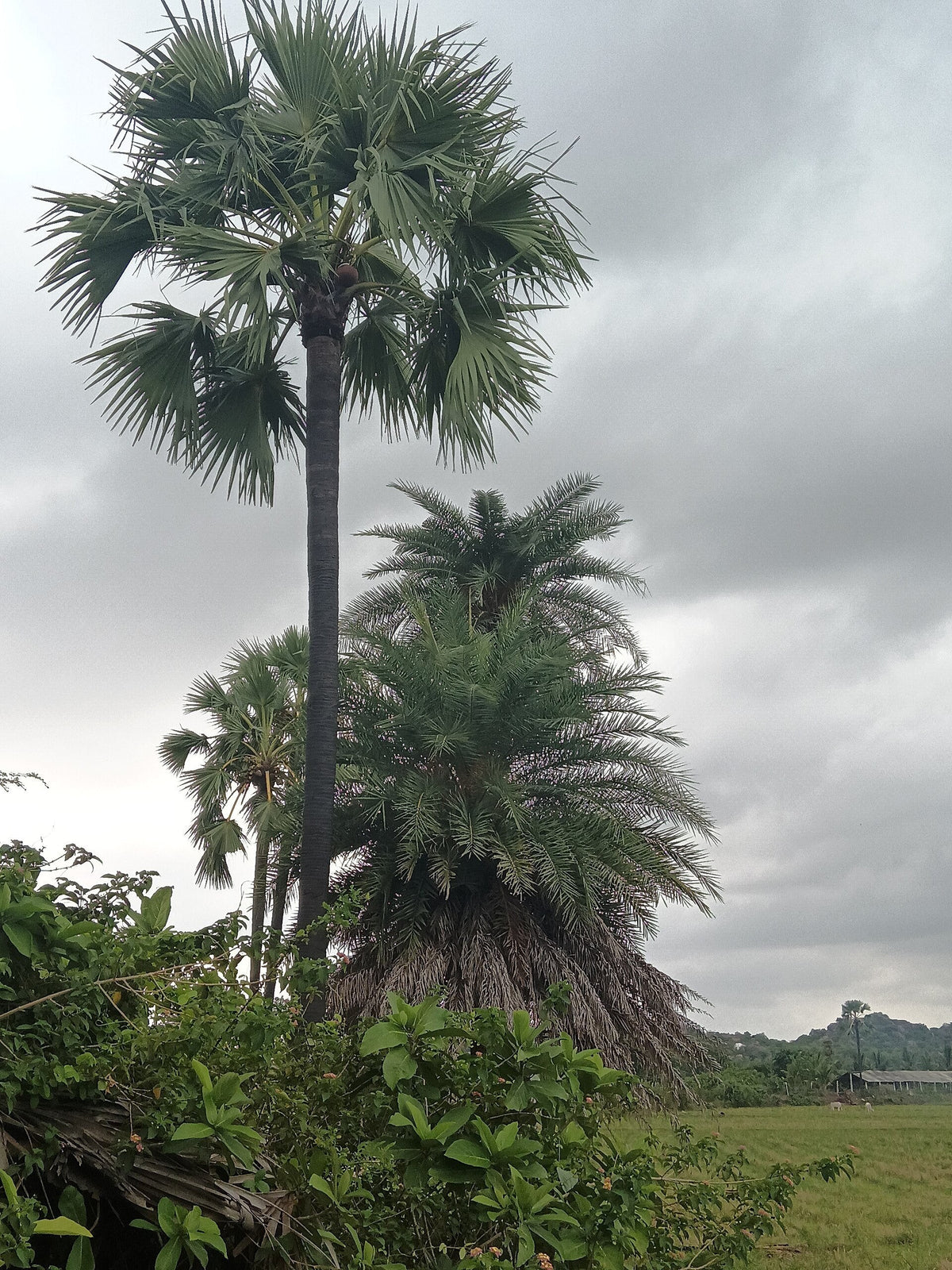 Phoenix sylvestris – mature plant