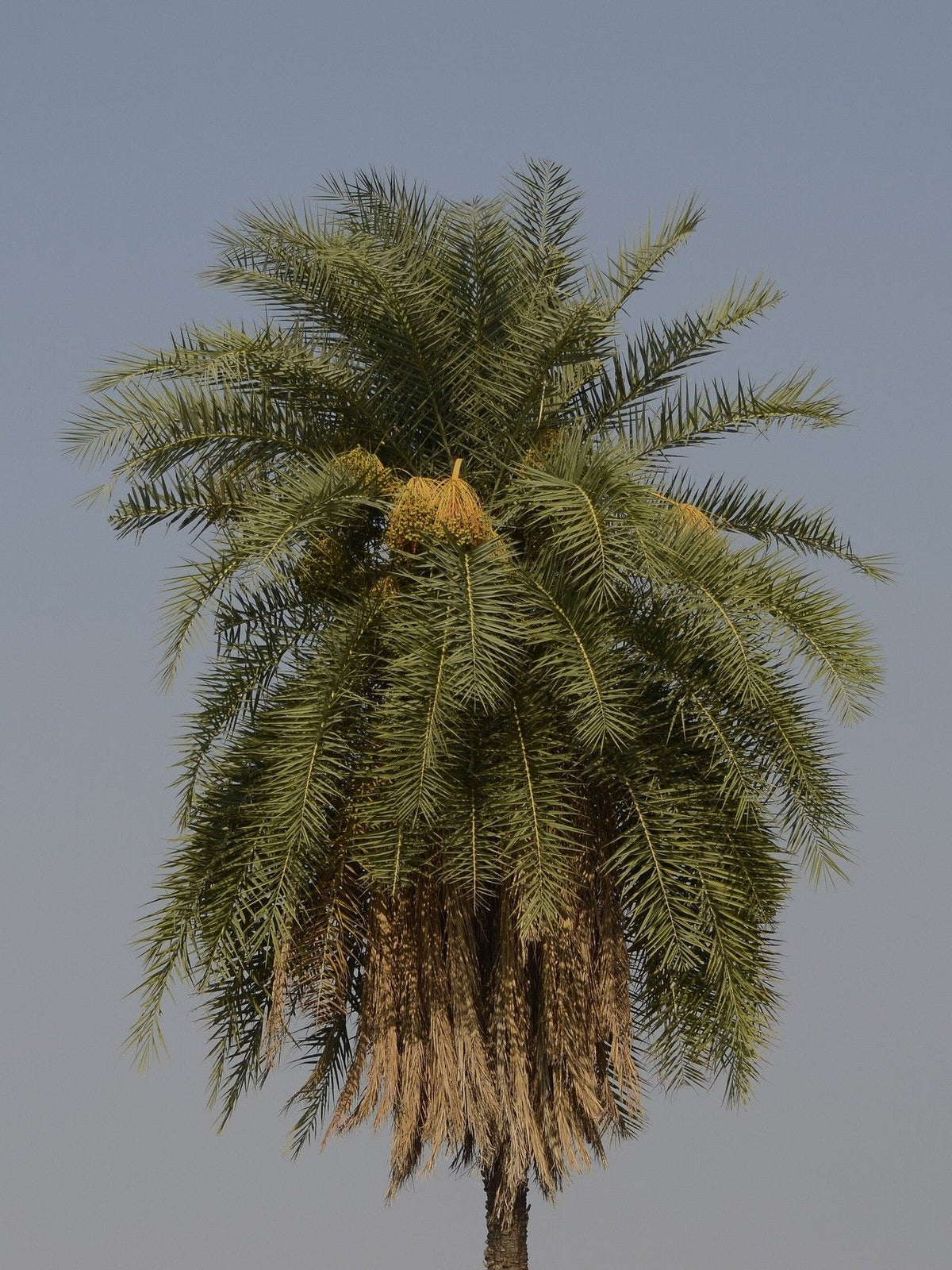 Phoenix sylvestris – mature plant
