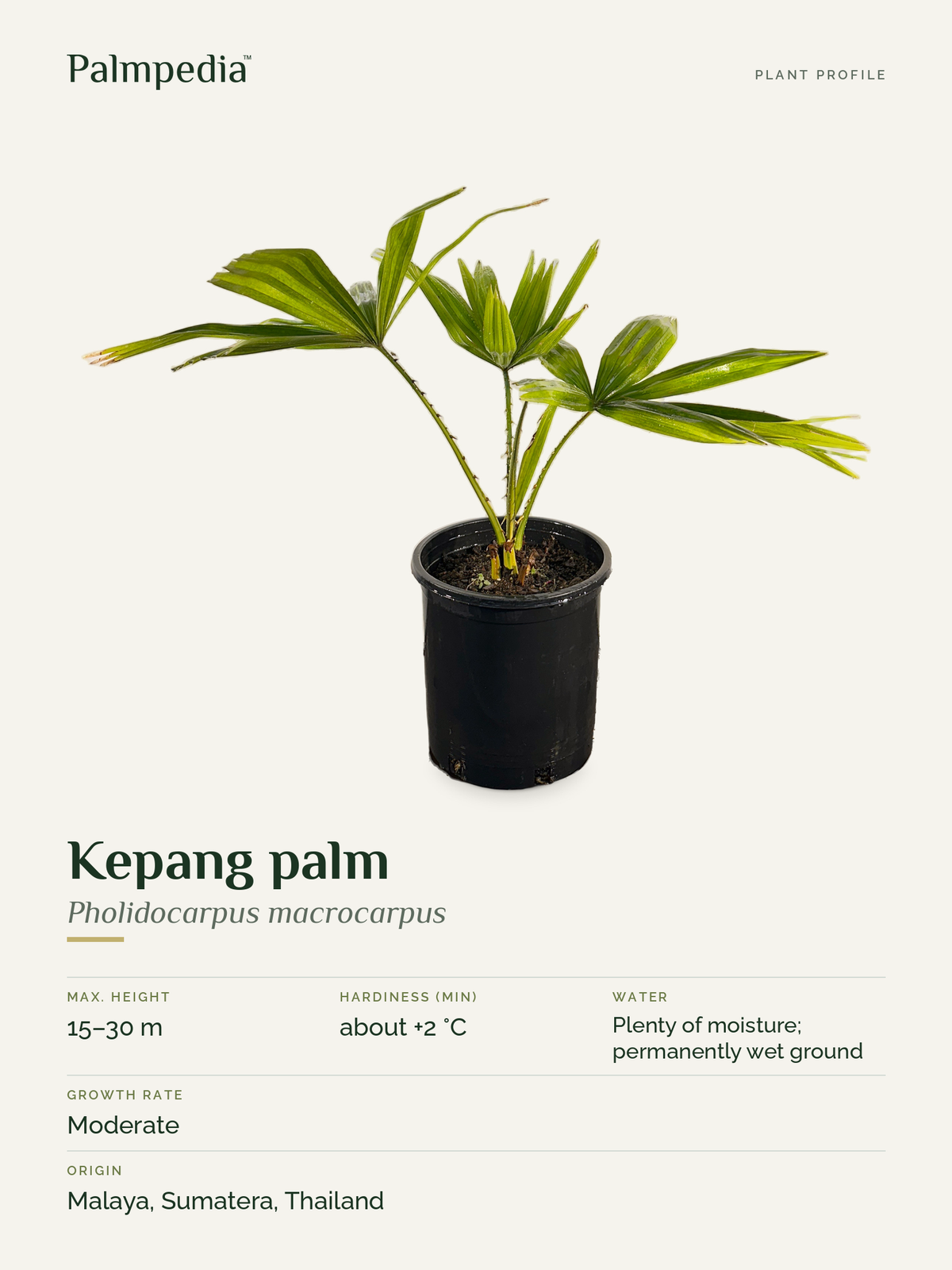 Pholidocarpus macrocarpus – plant profile