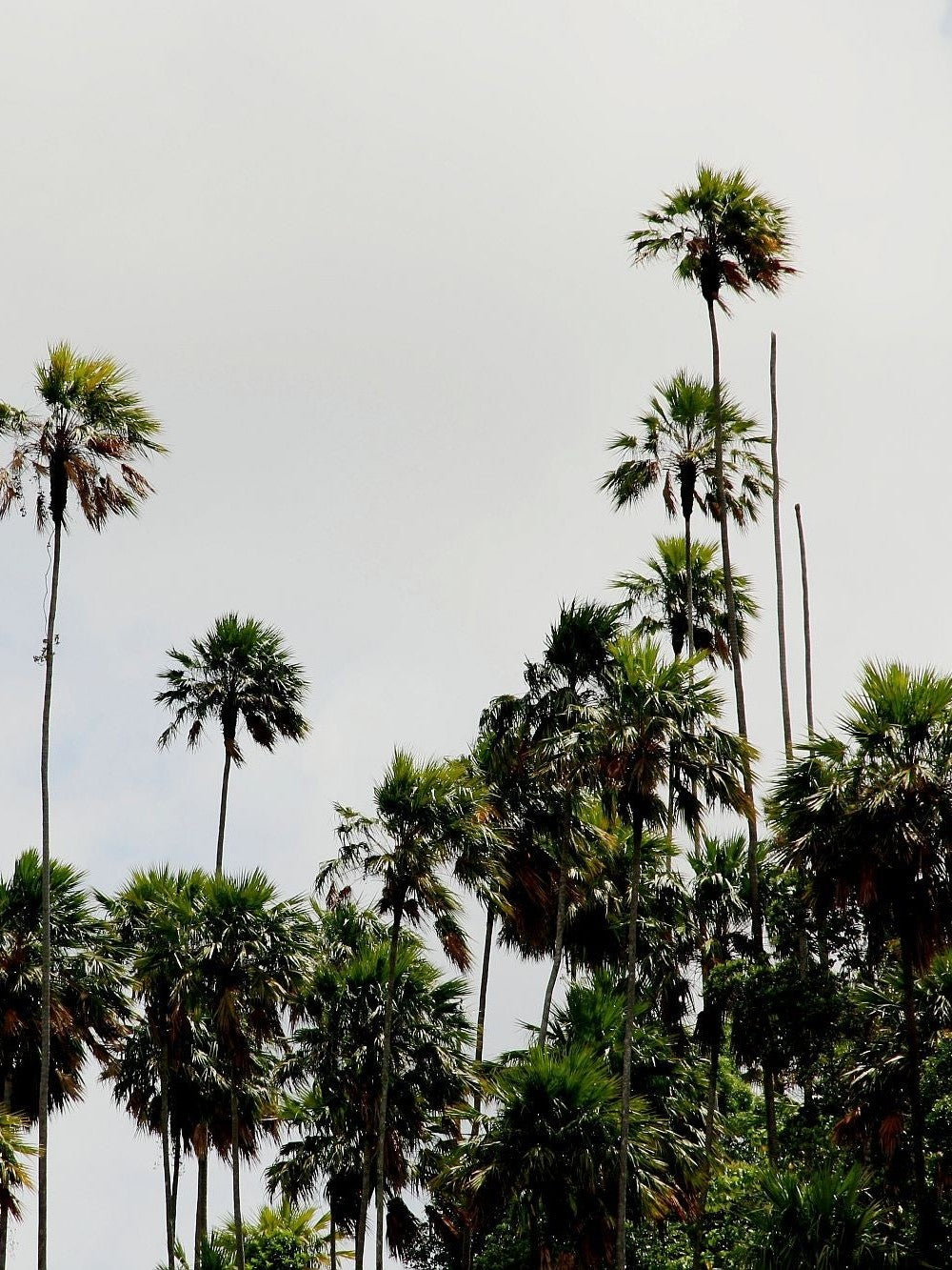 Pholidocarpus macrocarpus – mature plant