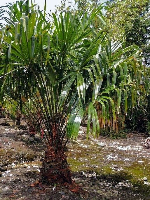 Pholidocarpus macrocarpus – mature plant