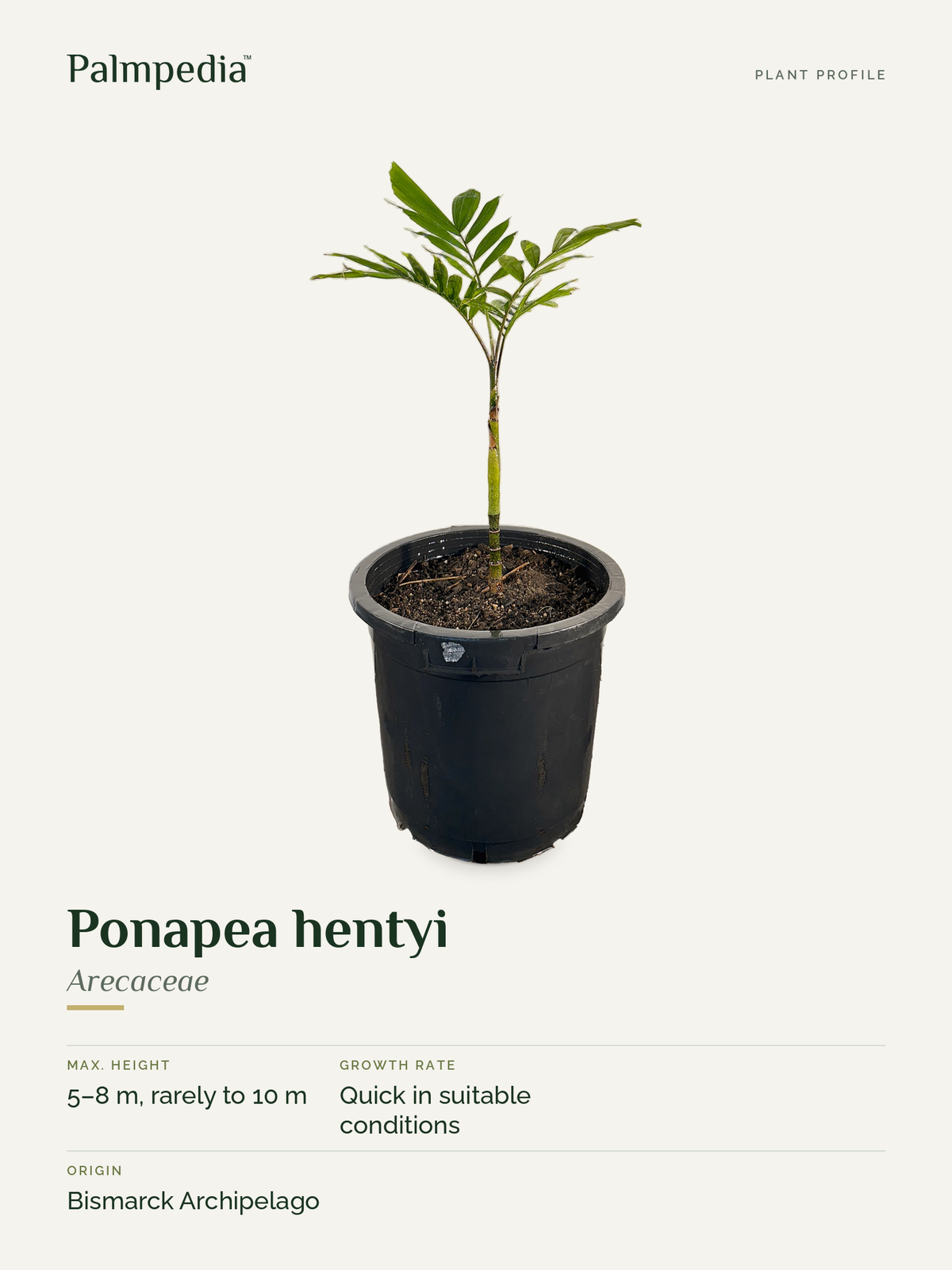 Ponapea hentyi – plant profile