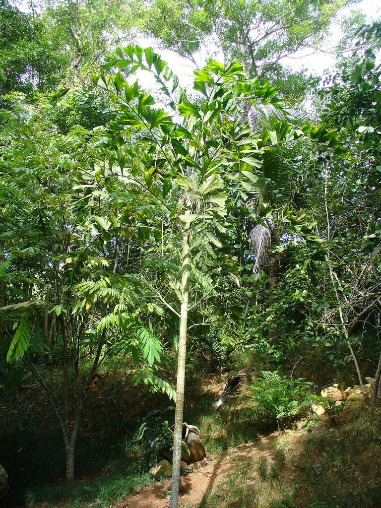 Ponapea hentyi – mature plant