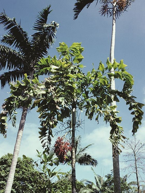 Ponapea hentyi – mature plant