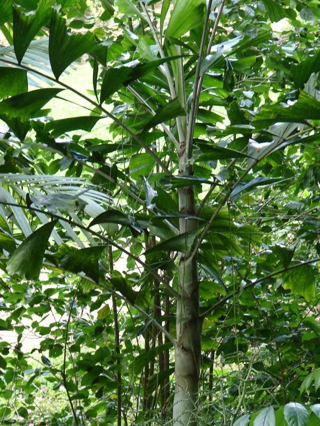 Ponapea hentyi – in habitat