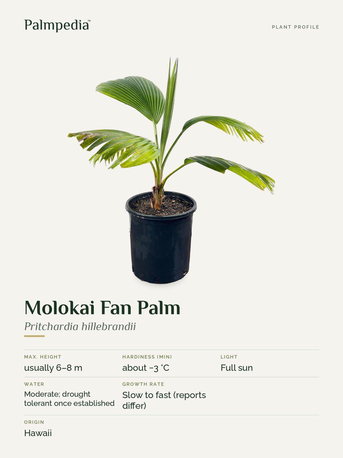 Pritchardia hillebrandii – plant profile
