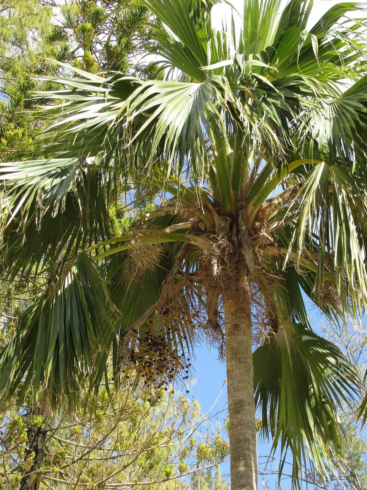 Pritchardia hillebrandii – fruit and crown of a mature palm